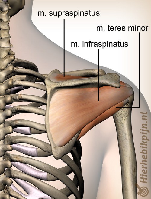 schouder-rotatorcuff-rotator-cuff-spieren-achterzijde-supraspinatus-infraspinatus-teres-minor